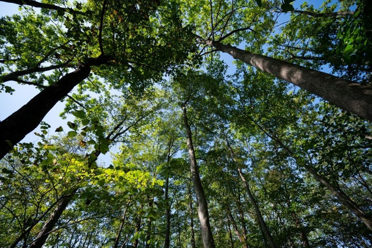 Tour Nhật Bản Bay Thẳng Hokkaido - Sapporo - Otaru - Furano - Asahikawa 6N5D từ Hà Nội